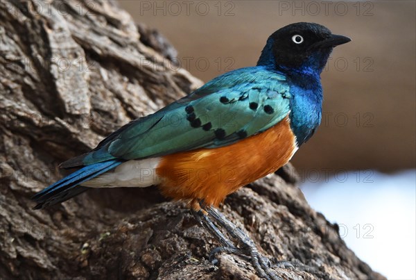 Superb starling