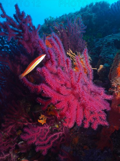 Violescent mediterranean rainbow wrasse