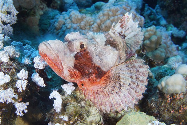 Tassled scorpionfish