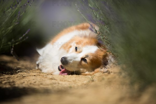 Welsh Corgi Pembroke dog beautifully posing on a lavender field between paths. Lavender field in Poland