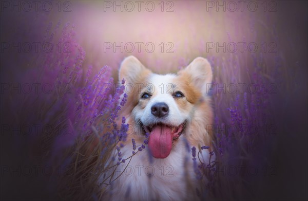 Welsh Corgi Pembroke dog beautifully posing on a lavender field between paths. Lavender field in Poland