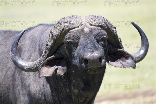 Cape buffalo