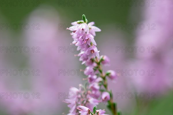 Common heather