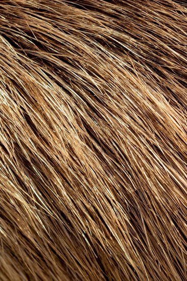 Decorative animal fur as a background texture