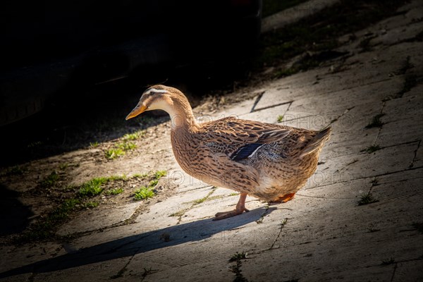 Domestic duck walking in their field