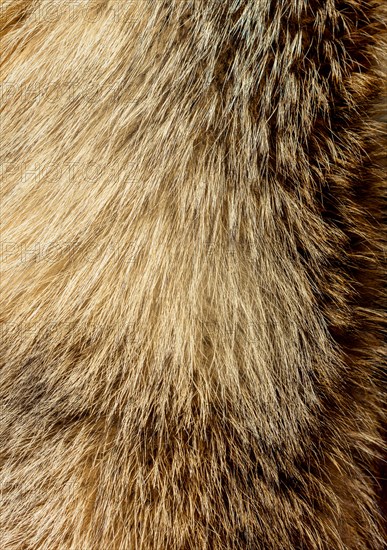 Decorative animal fur as a background texture