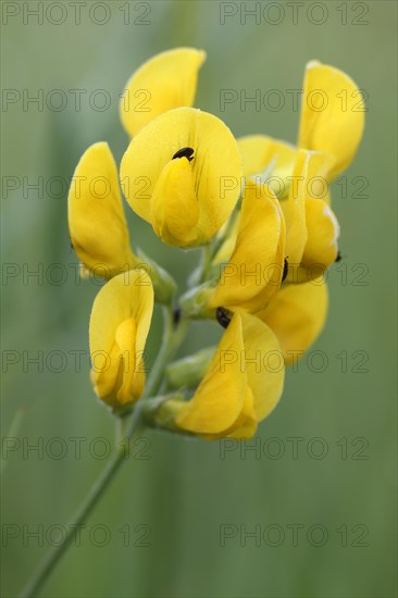 Meadow vetchling