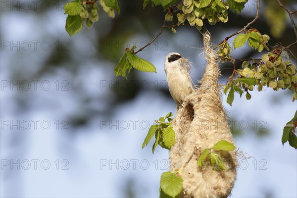 Eurasian penduline tit