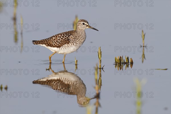 Wood Sandpiper