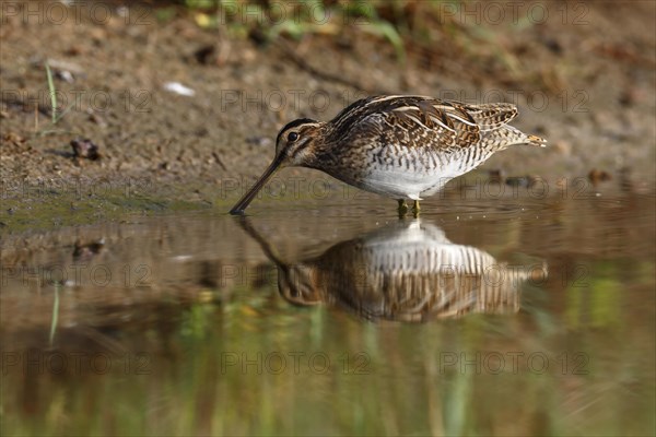 Common Snipe