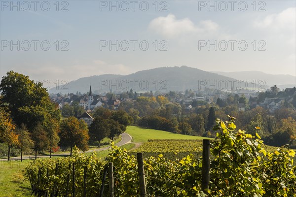 View from a vineyard of the village of Diessenhofen