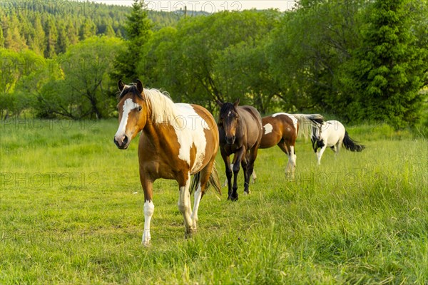 Several horses in a pasture