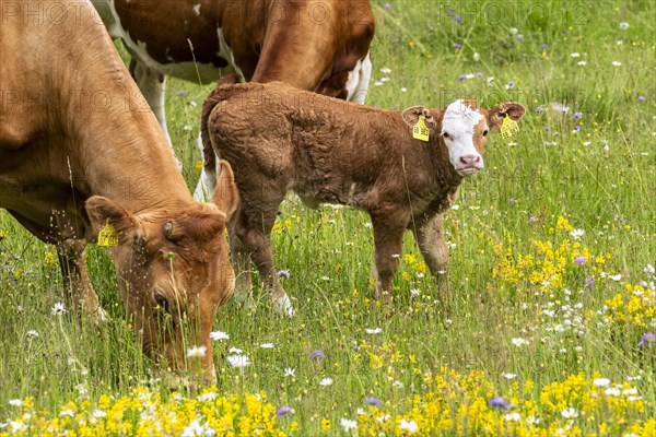 Two cows and a small calf in a meadow with flowers