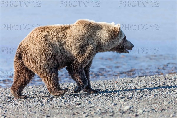 Brown bear