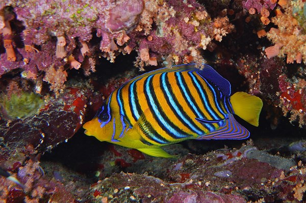 Royal angelfish