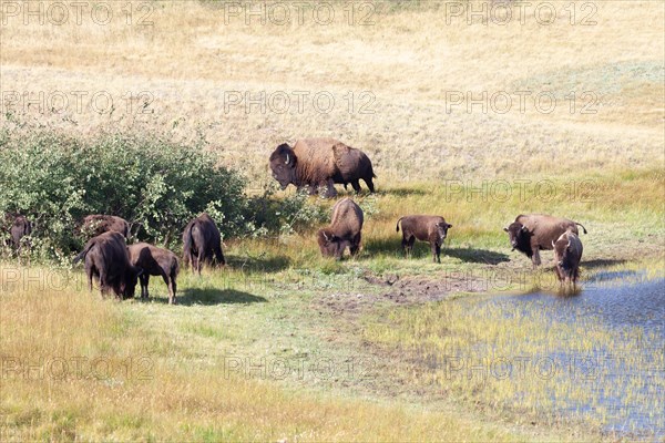 Bisons in Waterton Lakes National Park in Alberta