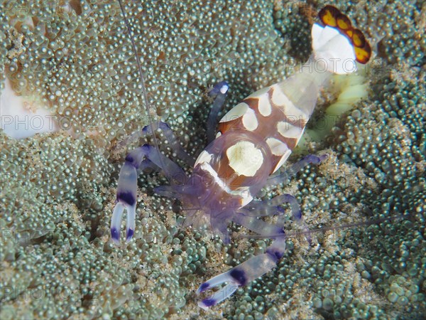 Peacock-eyed anemone shrimp