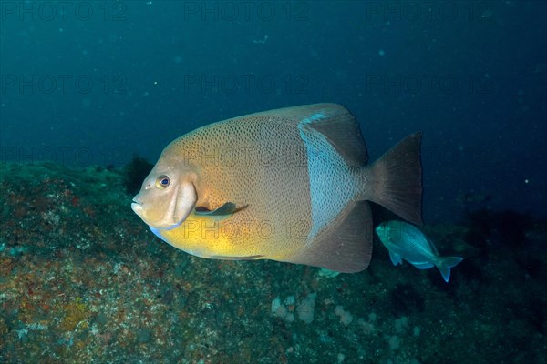 Old woman angelfish