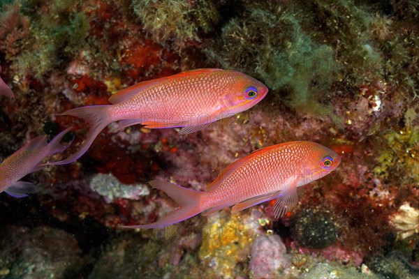 Mediterranean basselet