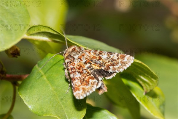 Heather variegated owl Butterfly with closed wings sitting on green leaf seen from behind diagonally to the left
