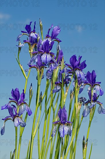 Siberian iris a few inflorescences with open blue flowers next to each other against a blue sky