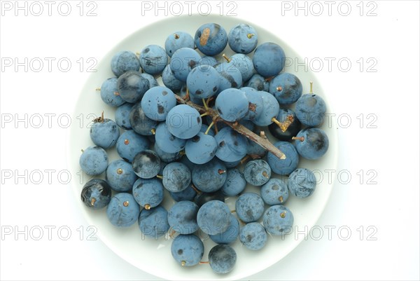 Ripe fruits of blackthorn