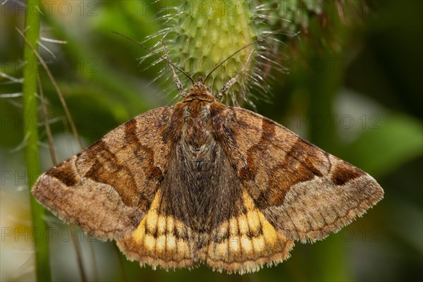 Brown day owl butterfly with open wings sitting on green capsule from behind