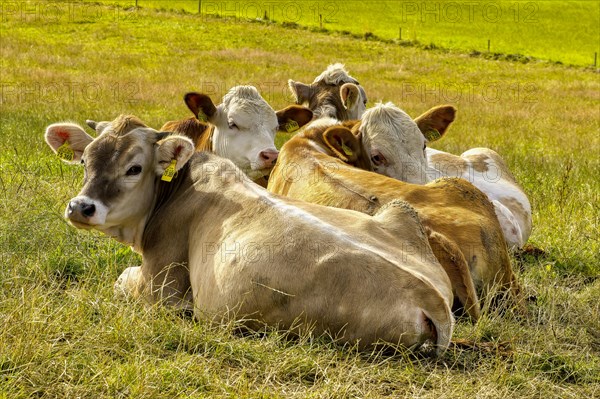 Group of four cows