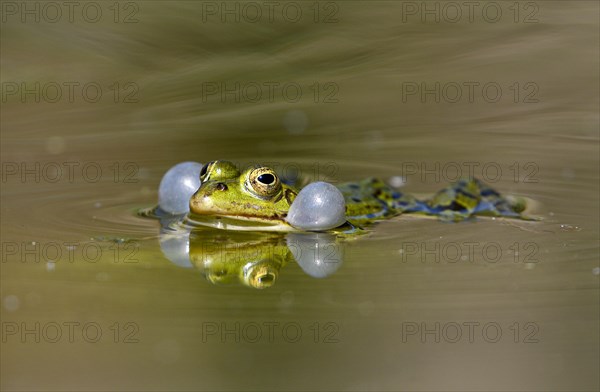 Green frog