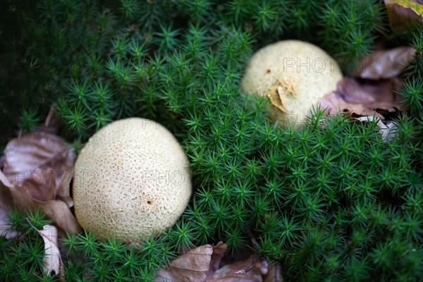 Common earthball