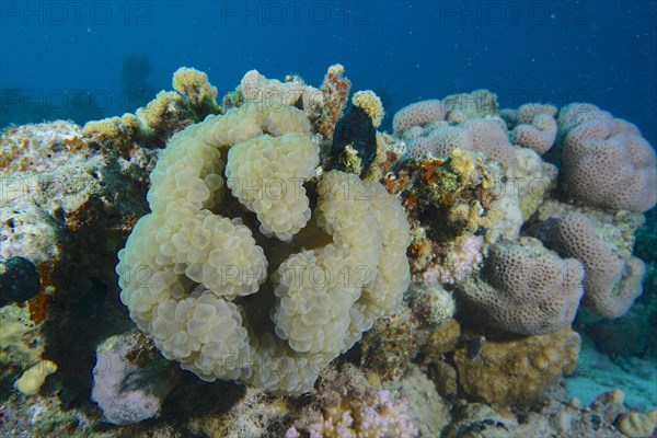 Bubble coral