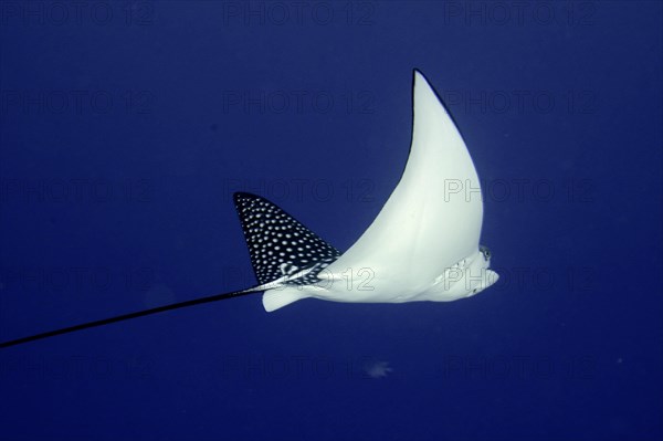 Spotted eagle ray