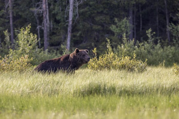 Brown bear