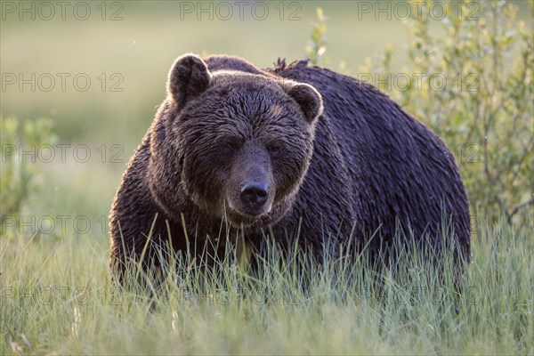 Brown bear