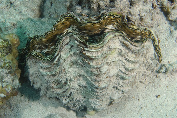 Fluted giant clam