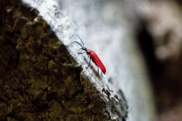 Black-headed cardinal beetle