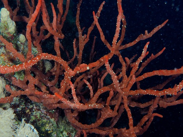 Toxic finger-sponge