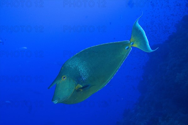 Bluespine unicornfish