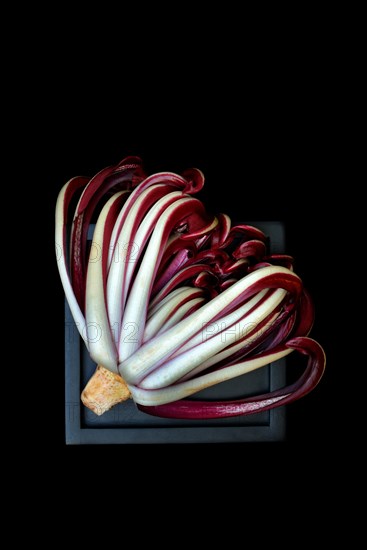 Radicchio