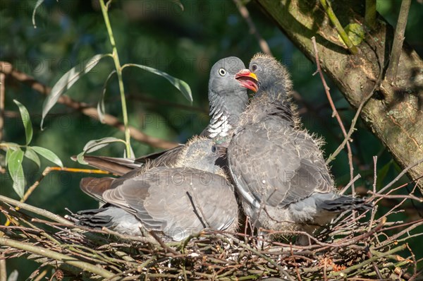 Common Wood Pigeon