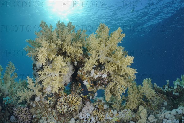 Broccoli tree