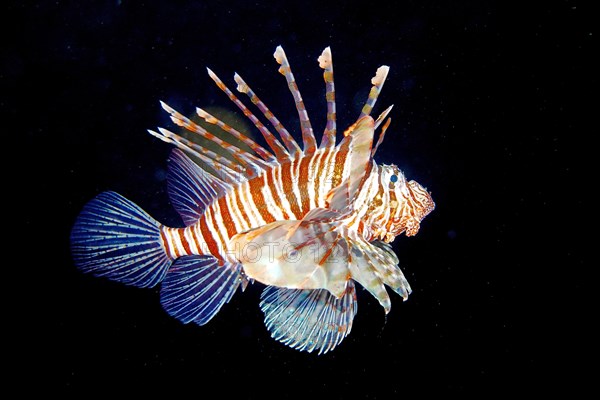 Pacific red lionfish