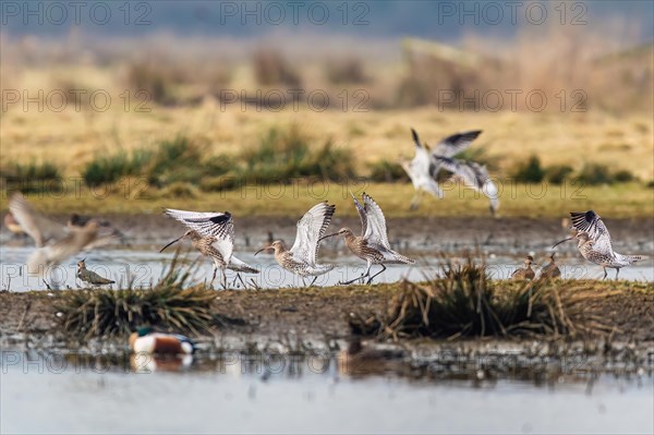 Eurasian Curlew