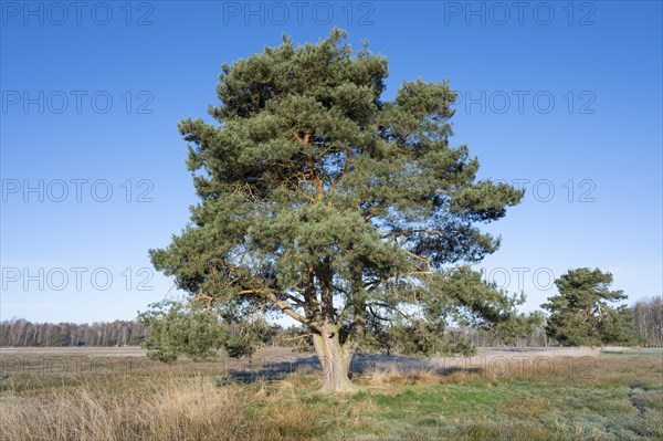 Scots pine