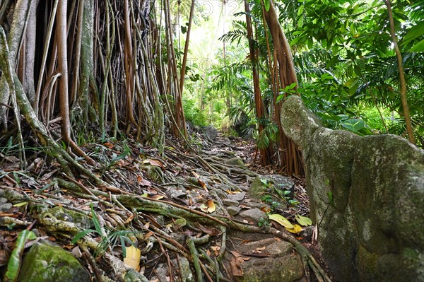 Aerial roots of the strangler ficus tree