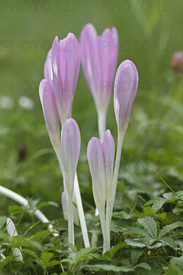 Meadow saffron