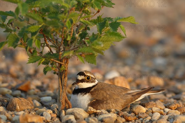 Little Ringed Plover