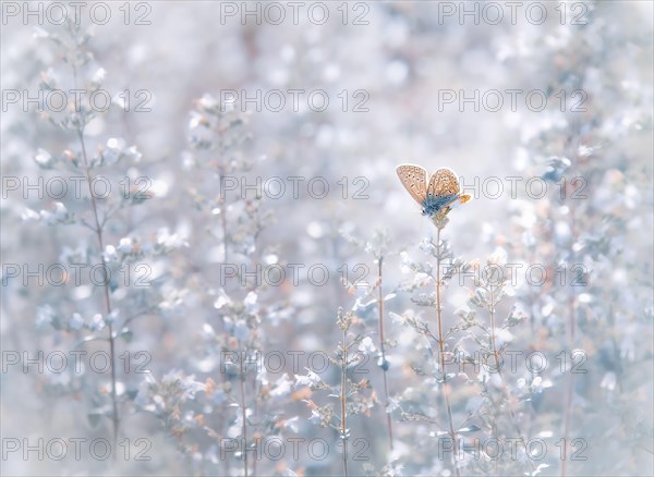 Common blue butterfly