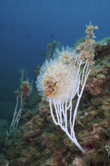 Translucent sea squirt