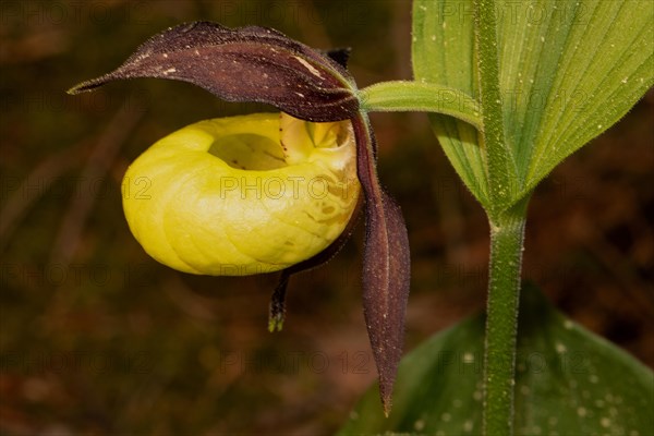 Ladys slipper open yellow flower